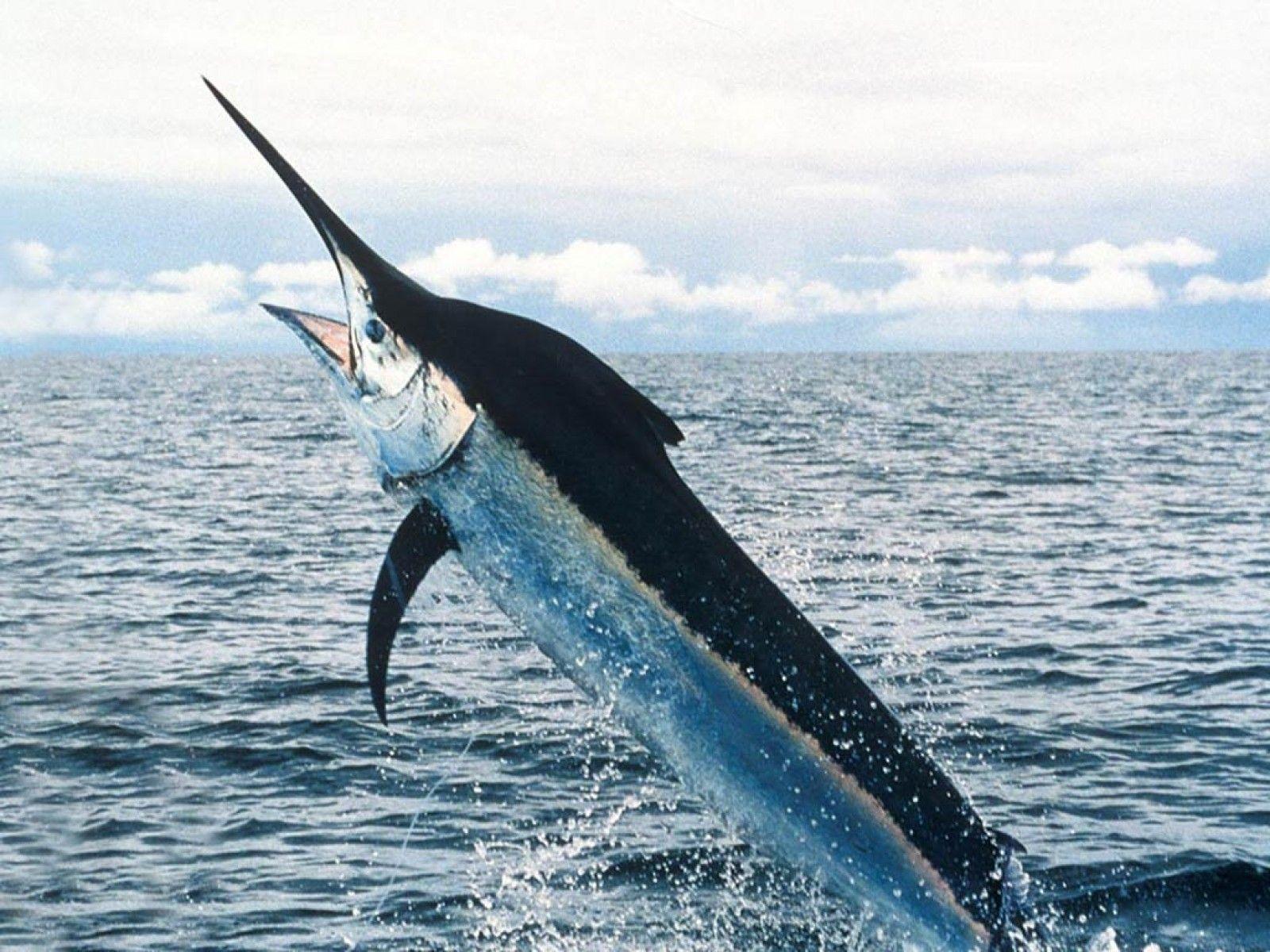 1600x1200 Sword Fish Wallpaper FREE Picture