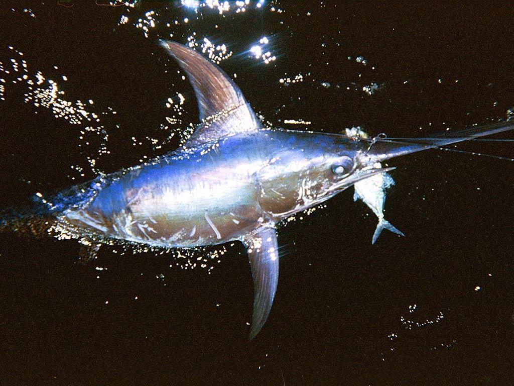1024x768 Free download Swordfish Wallpaper download Animals Town [1024x768] for your Desktop, Mobile & Tablet. Explore Swordfish Wallpaper. Swordfish Wallpaper, Cowboy Bebop Swordfish 2560x1080 Wallpaper