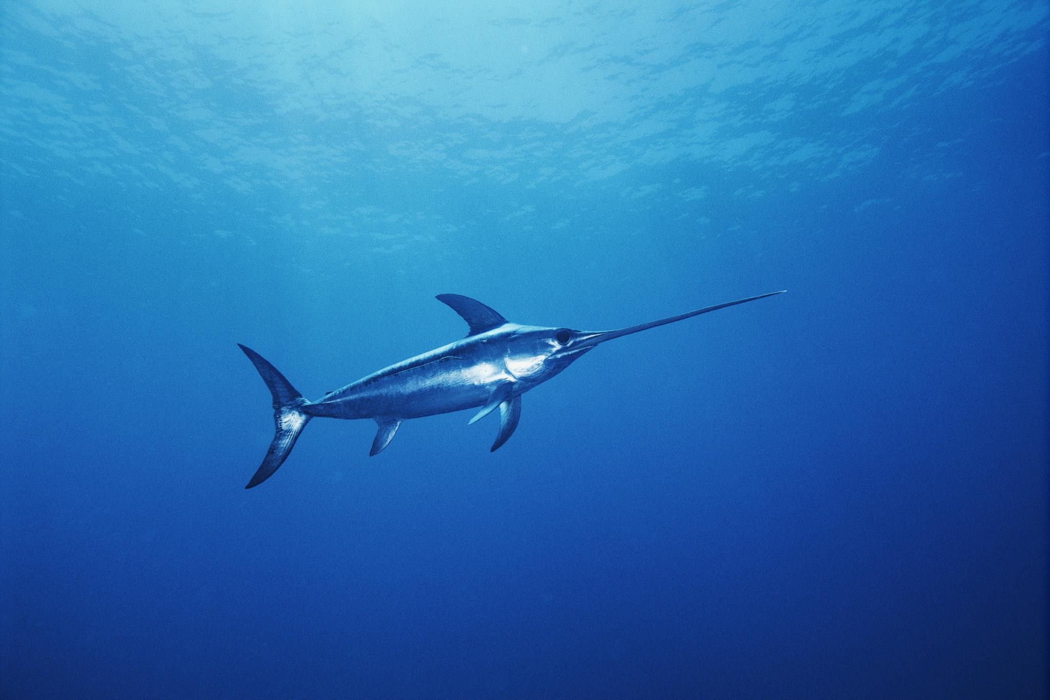 Swordfish Wallpapers Top Free Swordfish Backgrounds WallpaperAccess 6652823