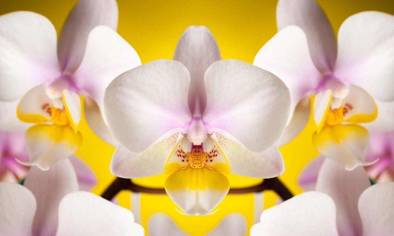 1280x768 Flowers: White Orchids Orchid Nature Flower Wallpaper 3D for HD 16:9