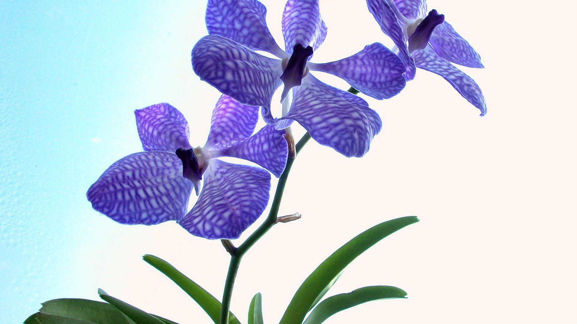 1920x1080 Development: Delicate Orchids, picture nr. 33493
