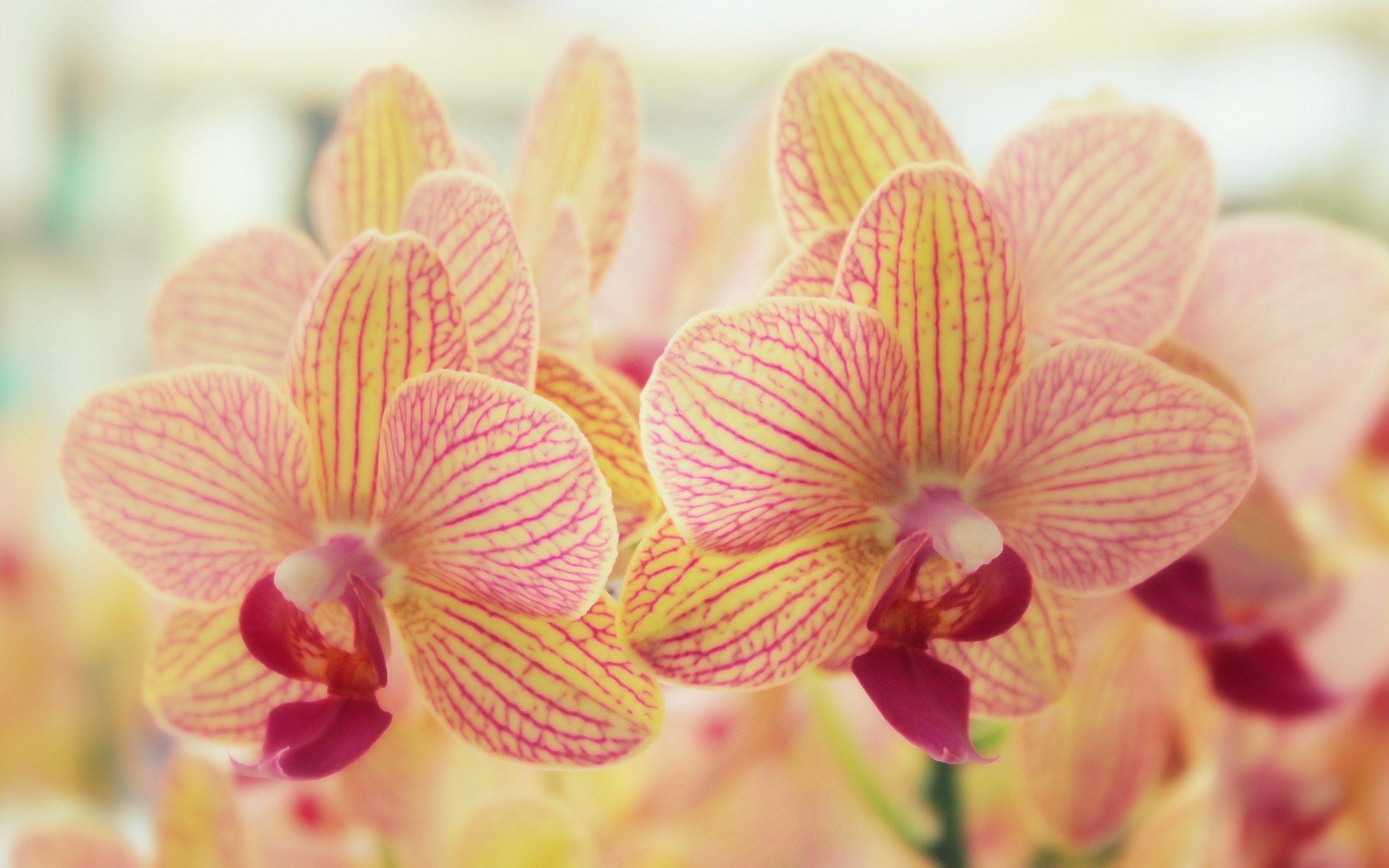 2560x1600 Flowers Orchids Nature Close Up