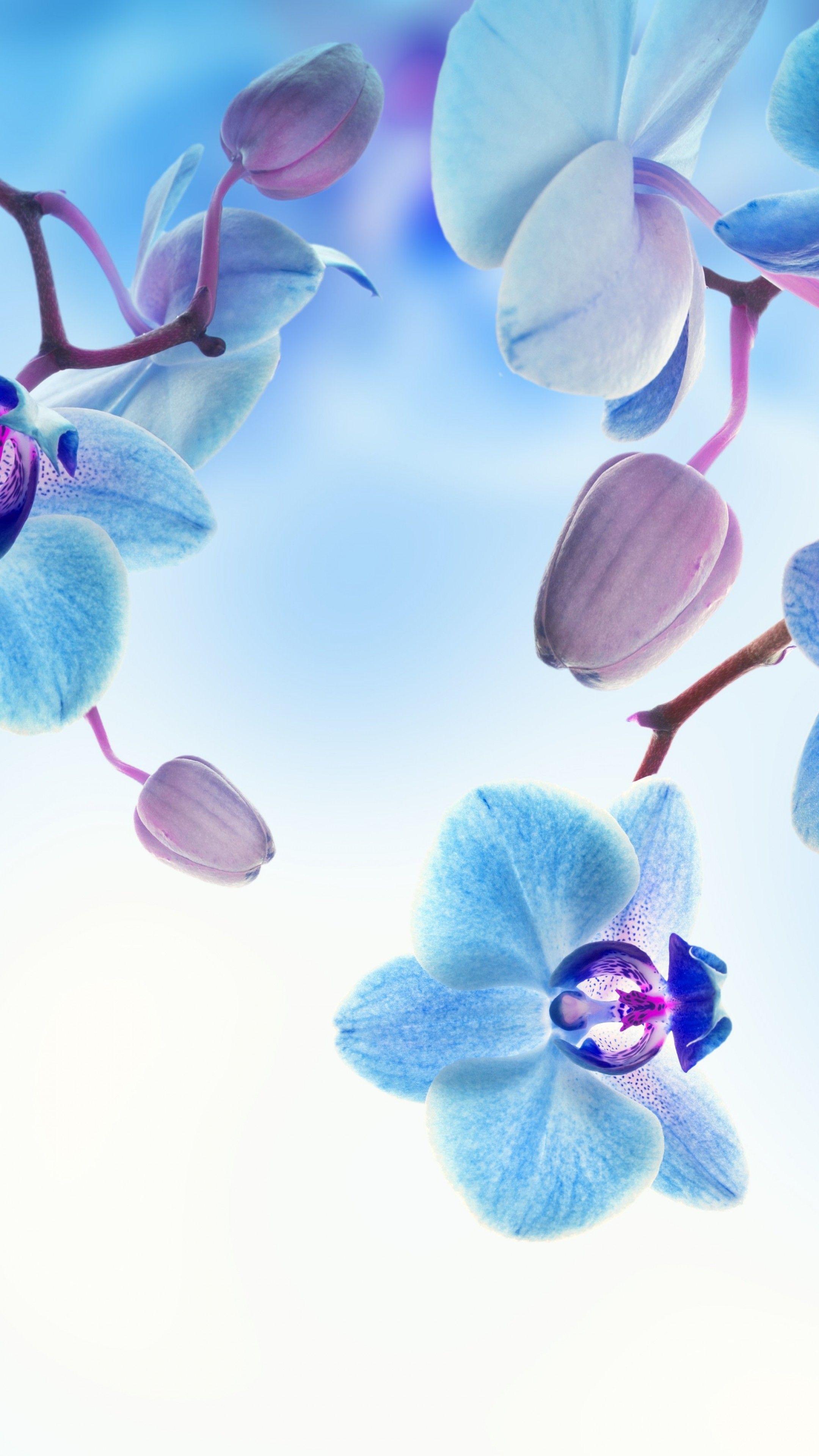 2160x3840 Wallpaper Orchid, 5k, 4k wallpaper, flowers, blue, white, Nature