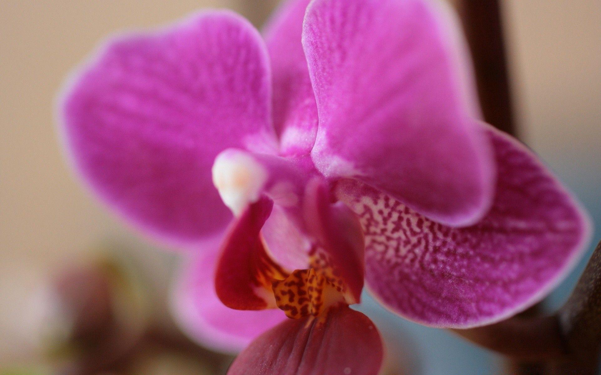 1920x1200 Purple Orchid. Desktop wallpaper for free
