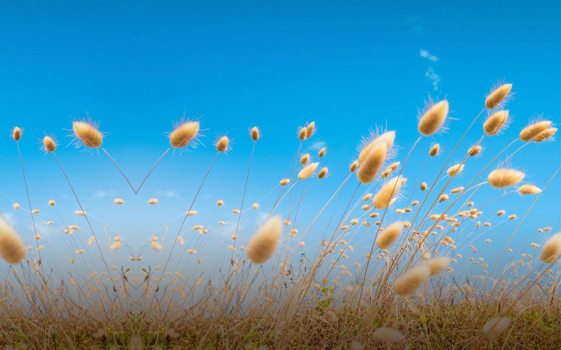 1920x1200 Download Nature 4K Image HD Wallpaper Desktop Background htc one m9