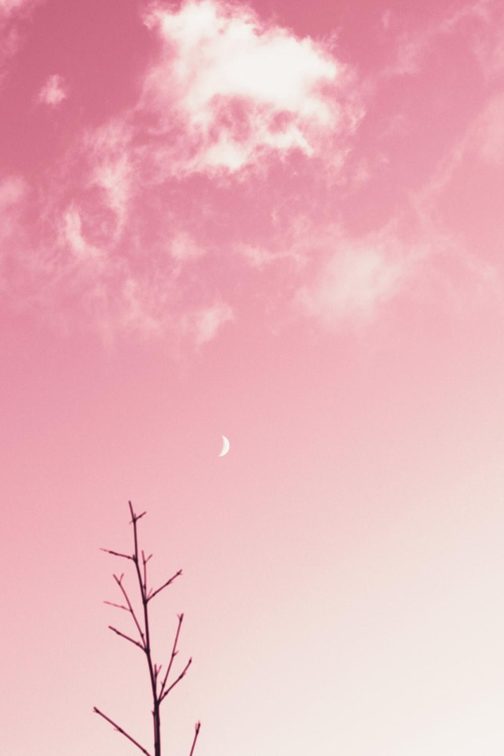 1000x1500 Pink Wallpaper: Free HD Download [HQ]