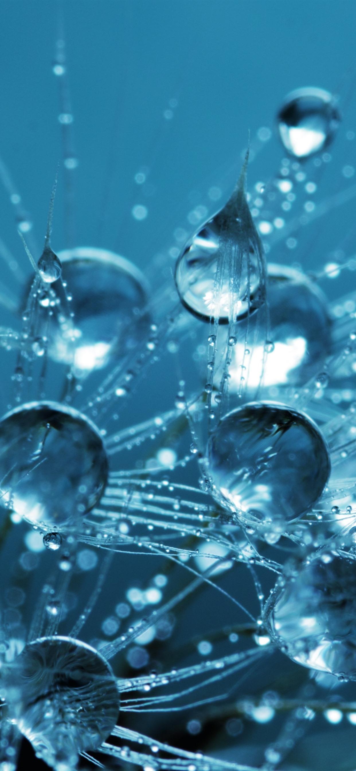 1242x2688 Dandelion, Water Droplets, Blue Style 1242x2688 IPhone 11 Pro XS Max Wallpaper, Background, Picture, Image