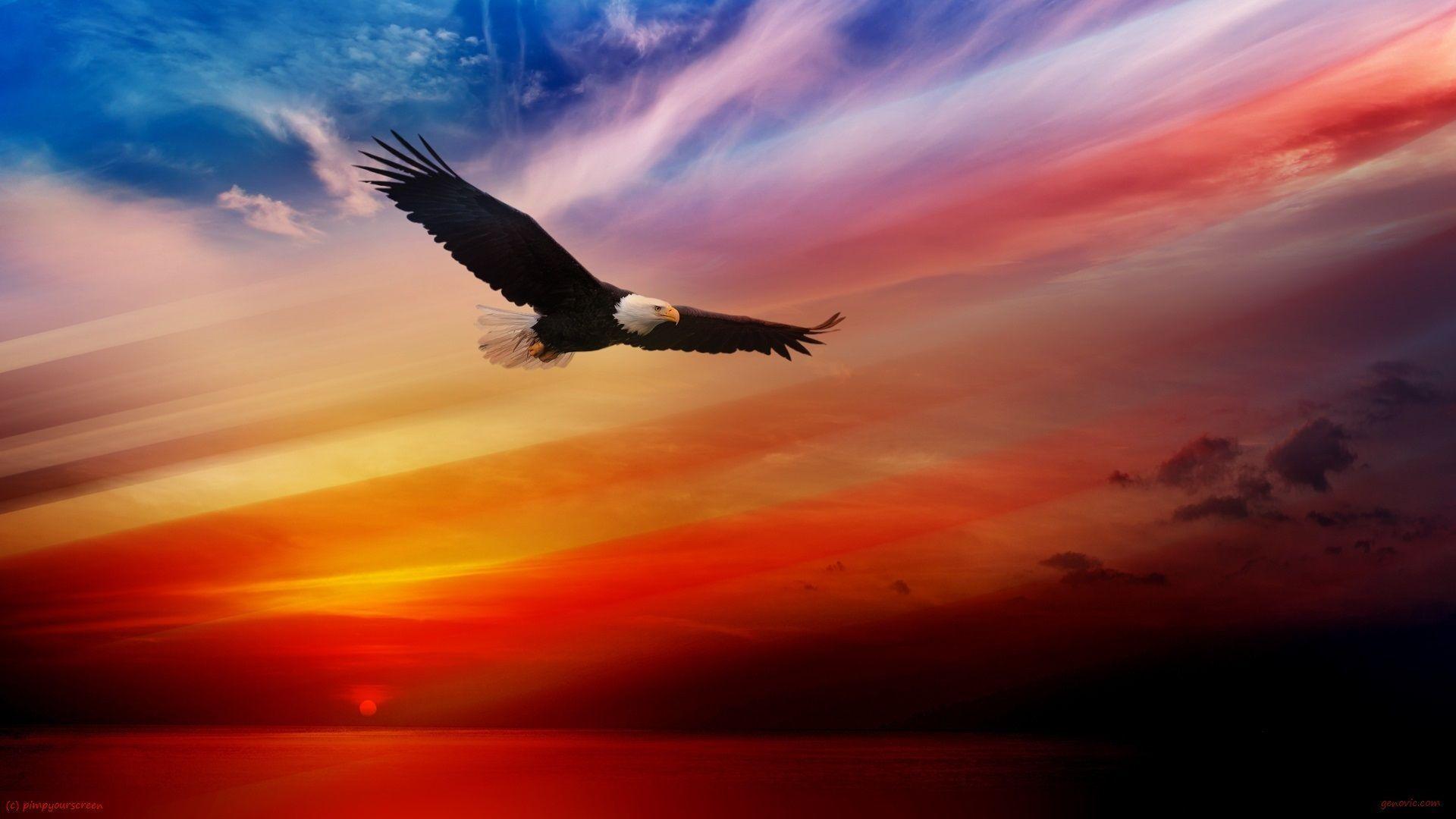 1920x1080 Bald Eagle Sunset Wallpaper