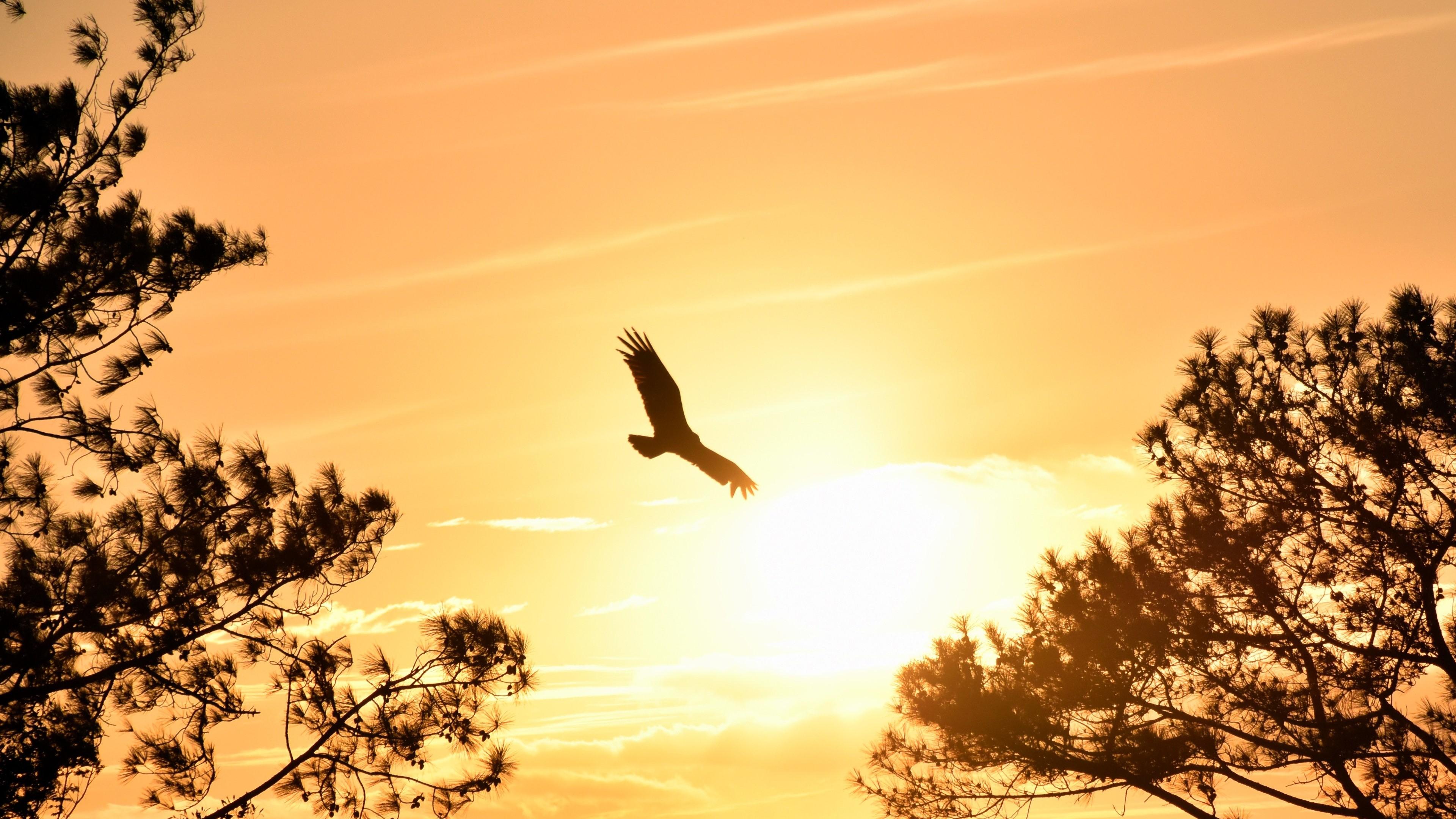 3840x2160 Eagle Sunset Wallpaper, HD Eagle Sunset Background