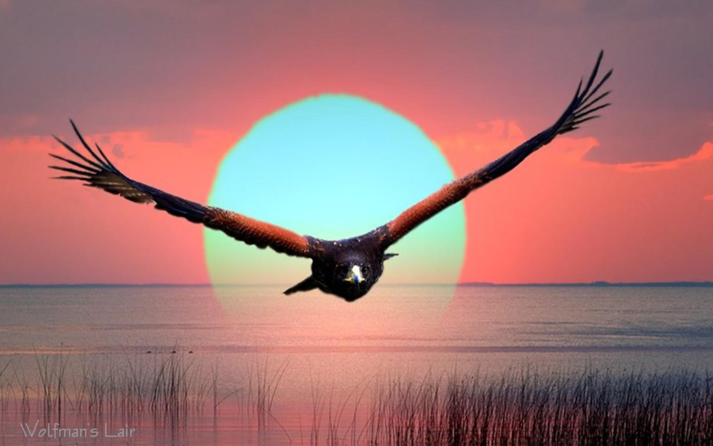 1440x900 Eagle Sunset Wallpaper, HD Eagle Sunset Background