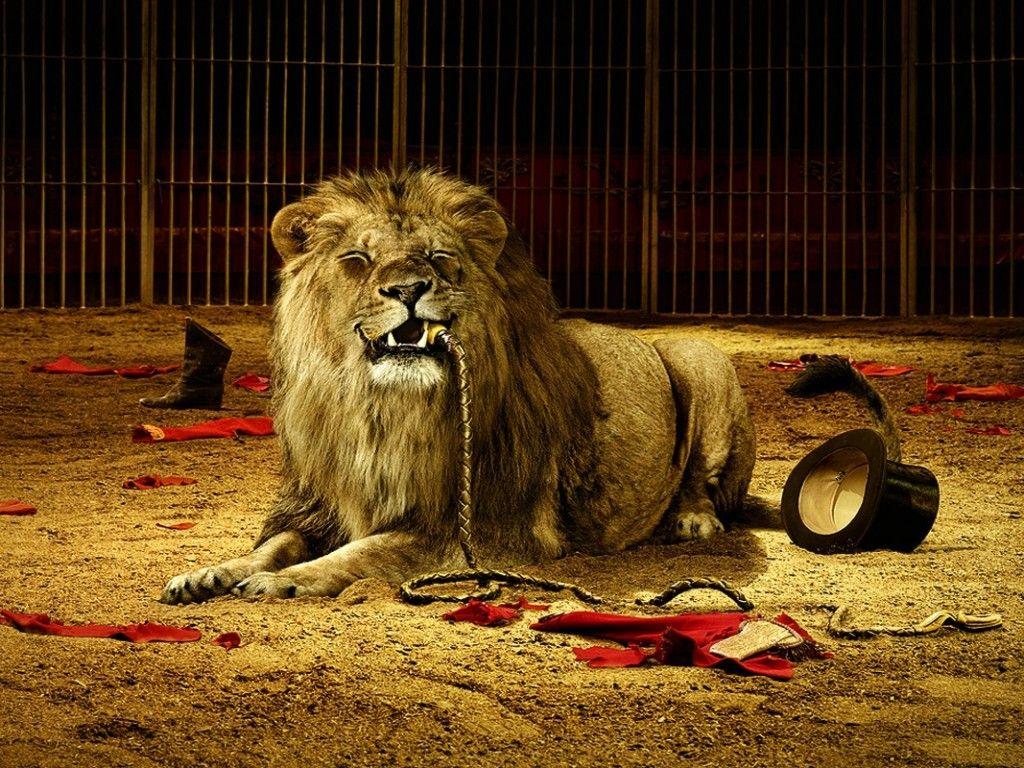 1024x768 Mac Os X Lion