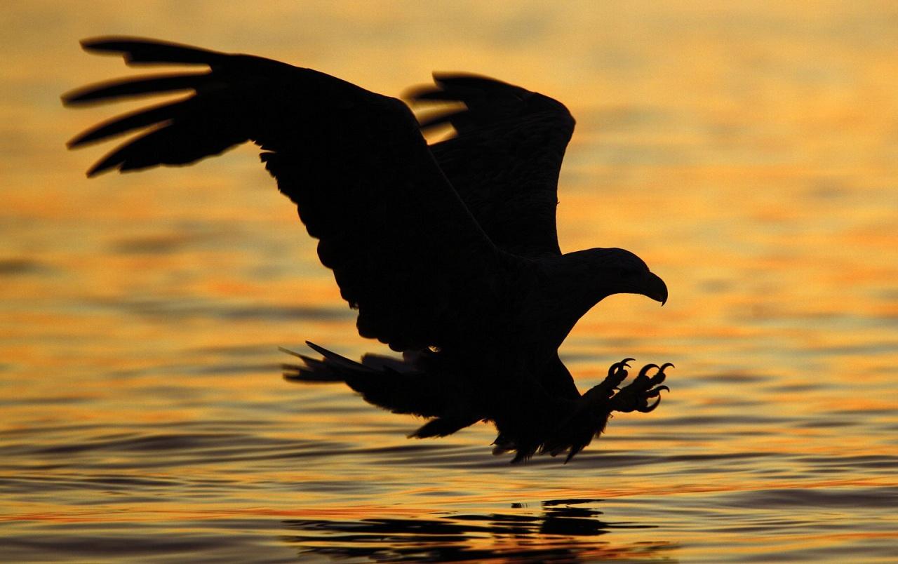 1280x804 Striking at sunset wallpaper. Striking at sunset