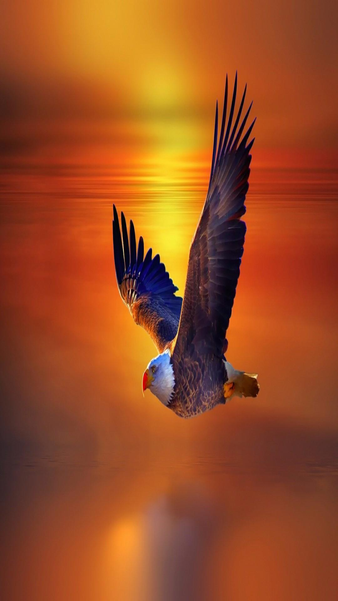 Eagle Sunset Wallpapers - Top Free Eagle Sunset Backgrounds ...
