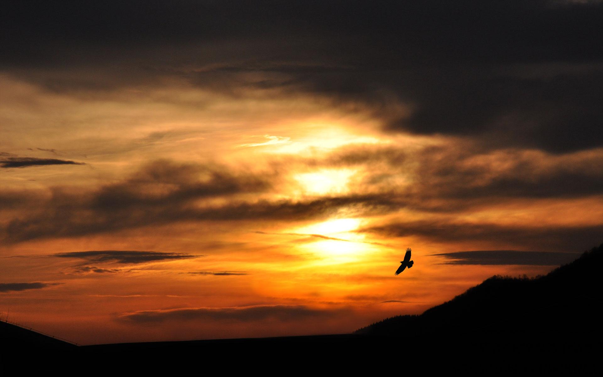 1920x1200 Free Sunset Silhouette wallpaperx1200