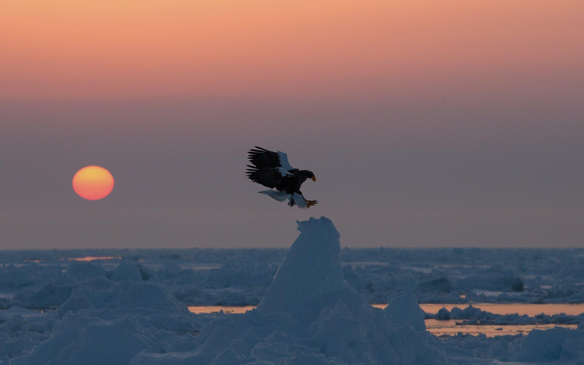 2048x1280 Birds Sunrise and sunset Snow Animals Nature eagle winter wallpaperx1280