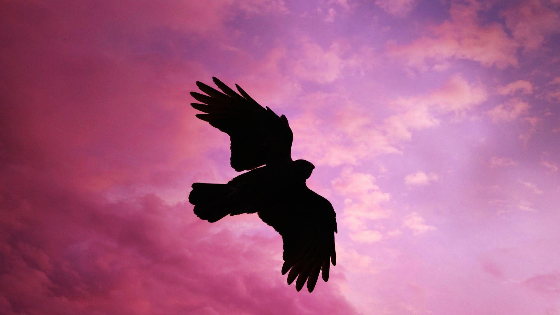 1920x1080 Desktop wallpaper bird, flight, sunset, sky, silhouette, HD image, picture, background, ad9a50