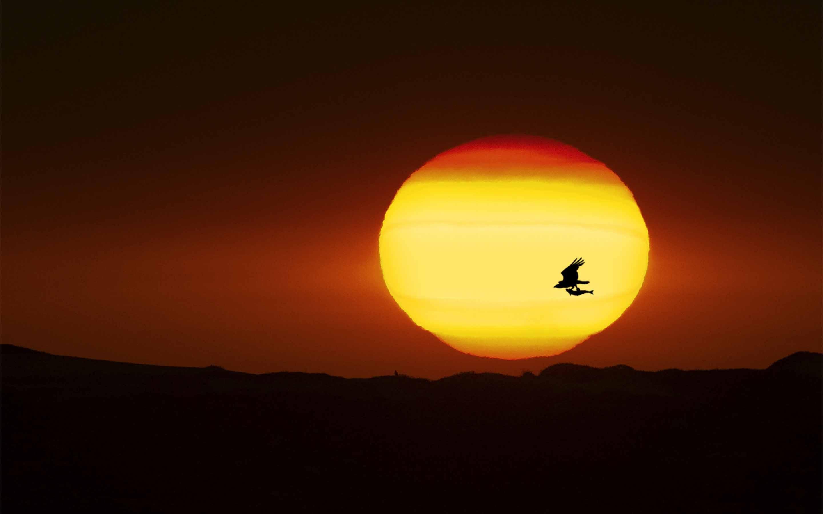 2880x1800 Eagle Carrying A Fish In Flight MacBook Air Wallpaper Download