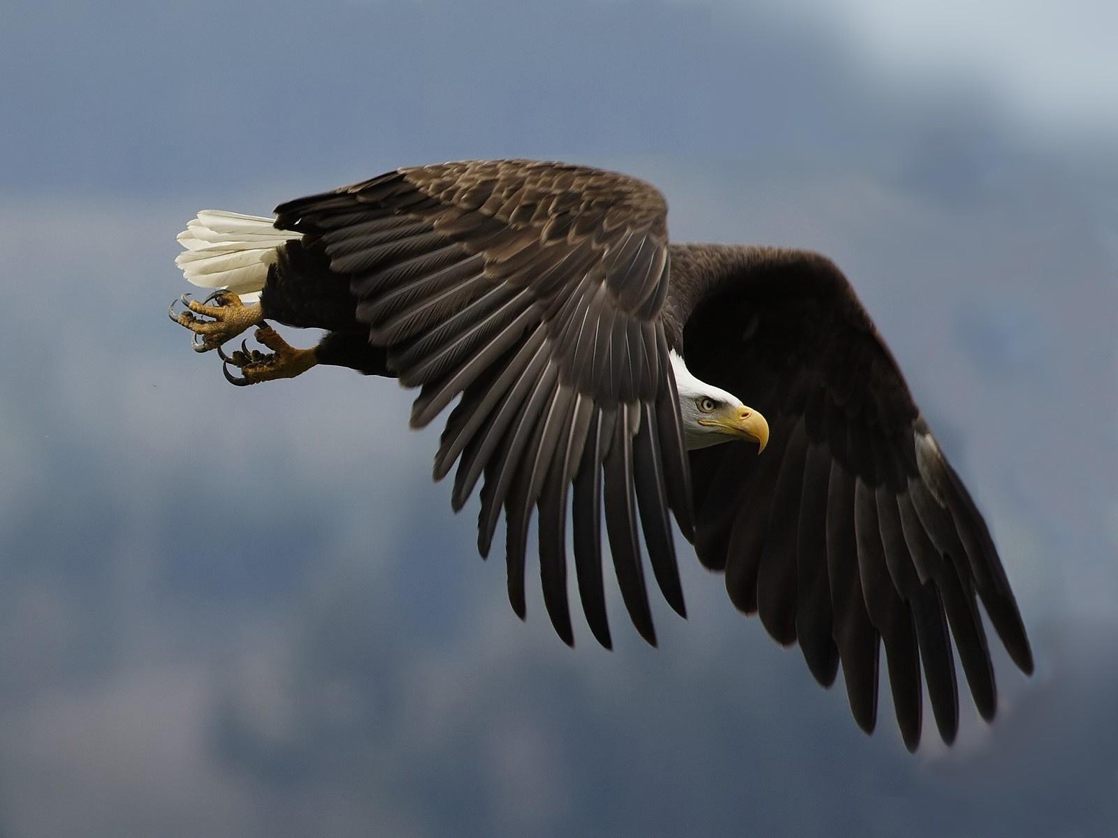 1600x1200 Eagle Wallpaper (9228)