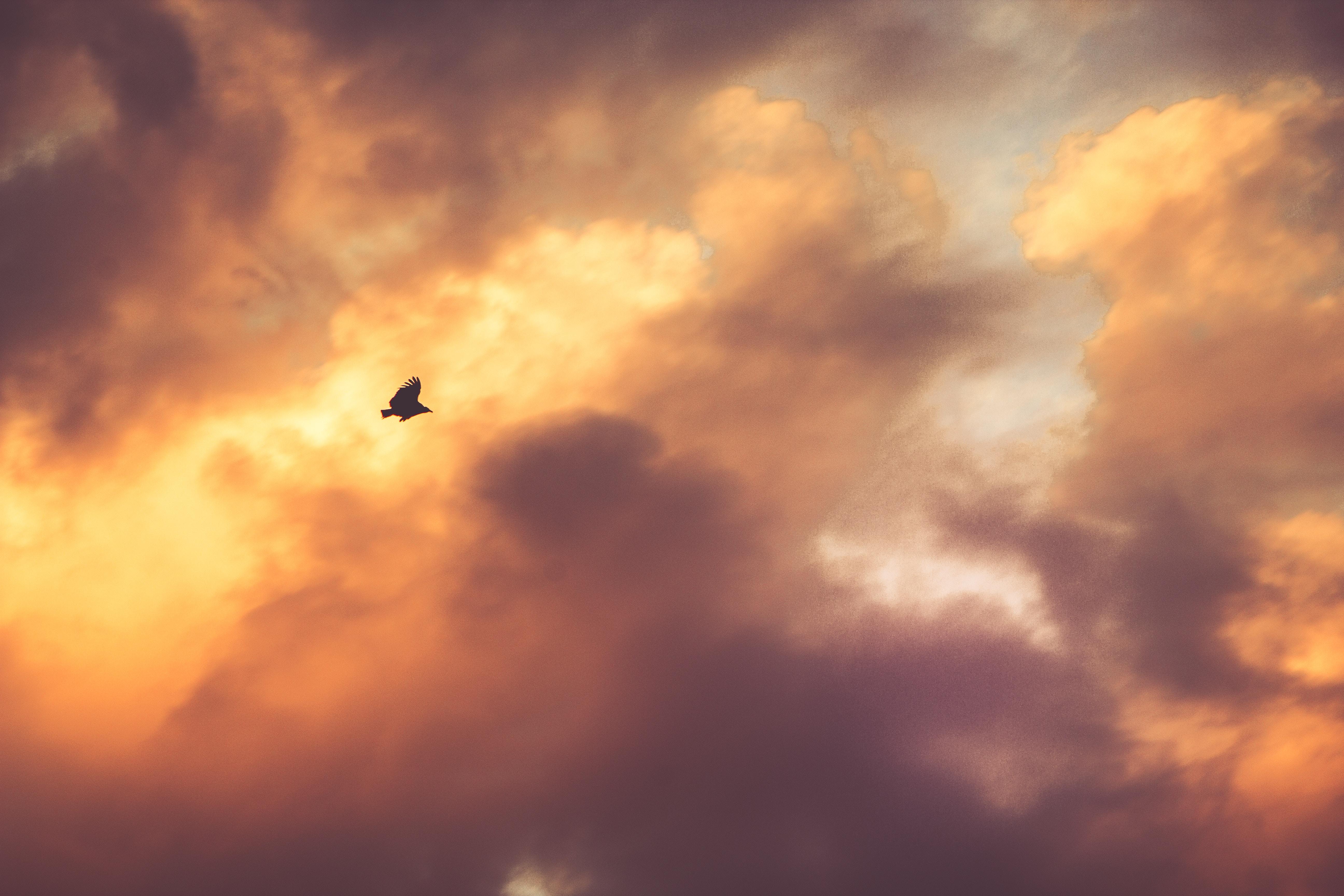 5184x3456 5184x3456 #wing, #animal, #soar, #color, #bird, #cloud, #nature, #yellow, #Free , #sky, #orange, #cloudy, #sunrise, #eagle, # sunset, #flight. Mocah HD Wallpaper