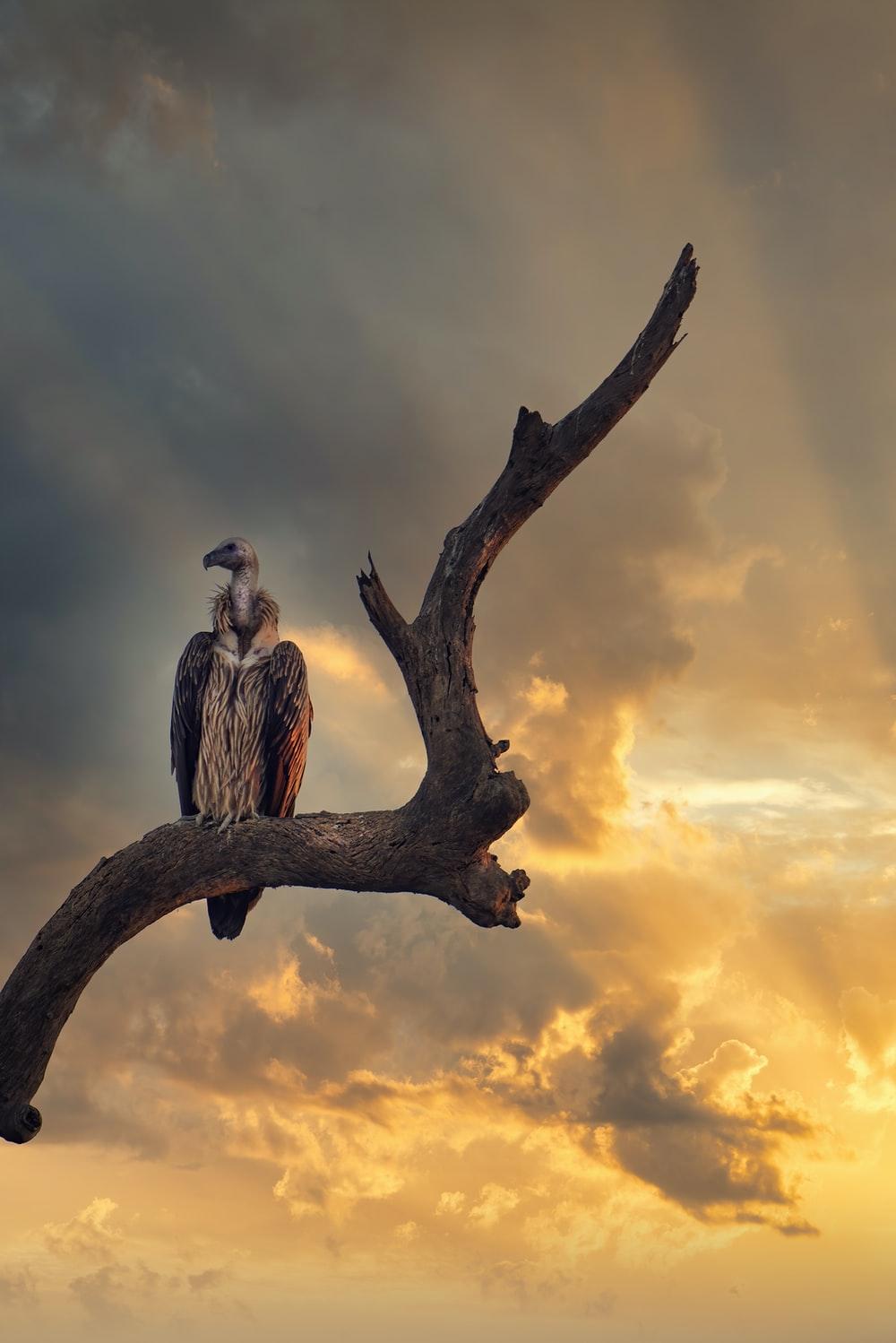 1000x1498 Vulture Picture. Download Free Image