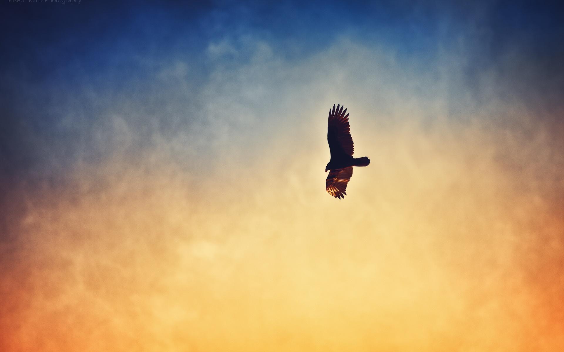 1920x1200 Wallpaper Eagle flying in the sunset sky 1920x1200 HD Picture, Image