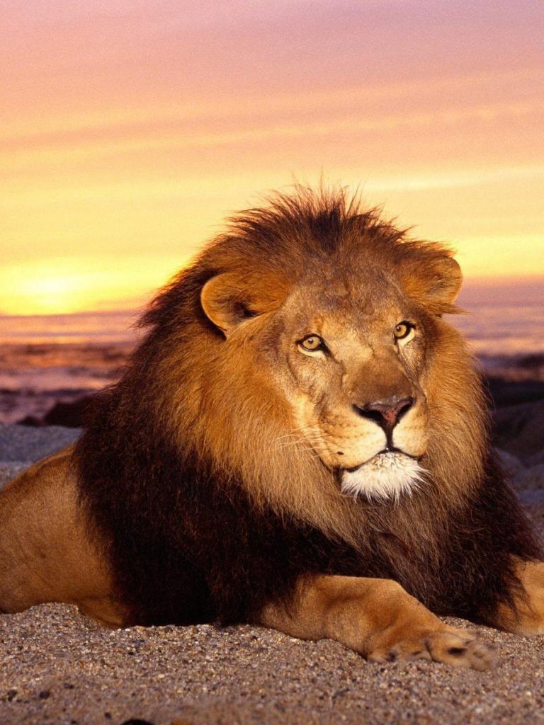 768x1024 Free download Lion King Wallpaper HD Wallpaper Lion King Wallpaper HD [1600x1200] for your Desktop, Mobile & Tablet. Explore King Wallpaper. King Kong Wallpaper, LA Kings Desktop Wallpaper, LA