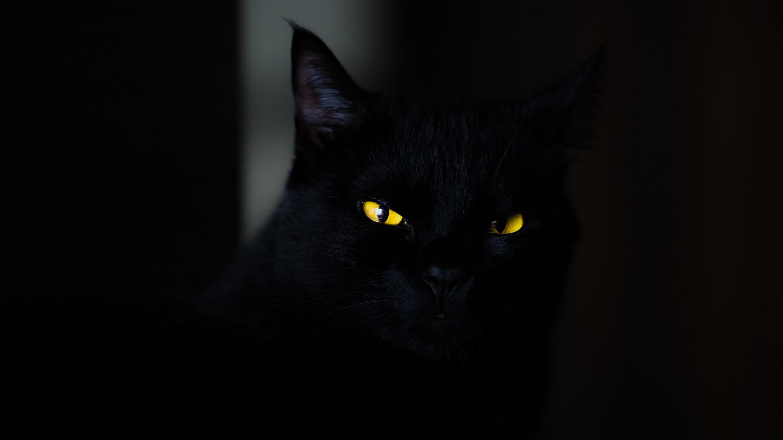 2560x1440 Wallpaper cat, black, yellow, eyes, 4K, Animals