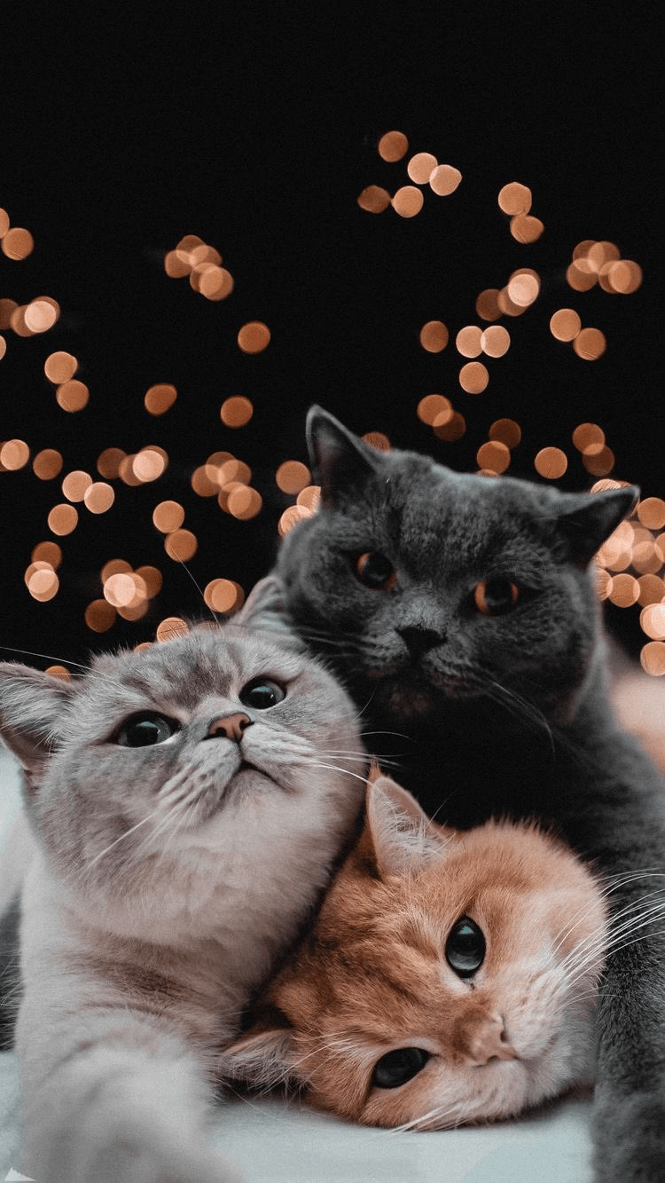 750x1333 Cute Wallpaper