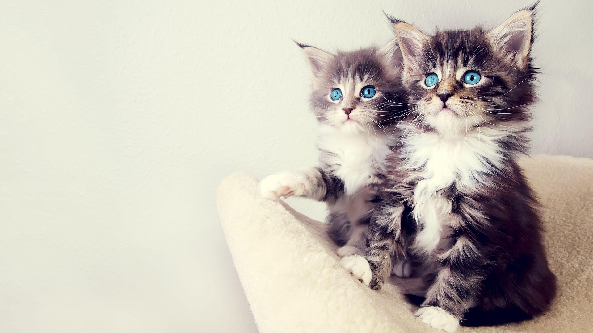 1920x1080 Very Cute, Prettiest And Beautiful Cat Wallpaper