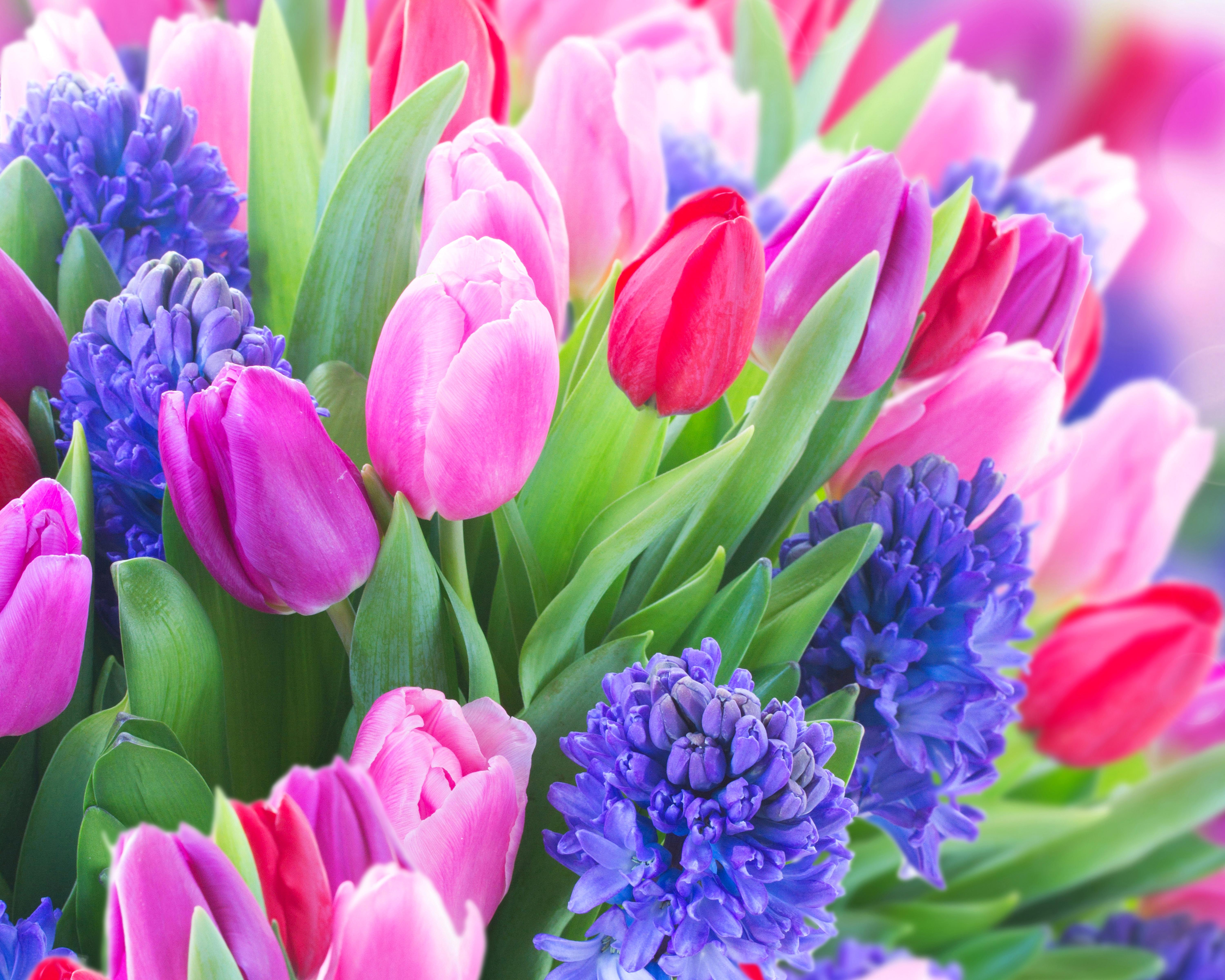 6000x4800 Desktop Wallpaper Tulips Flowers Hyacinths Closeup 6000x4800