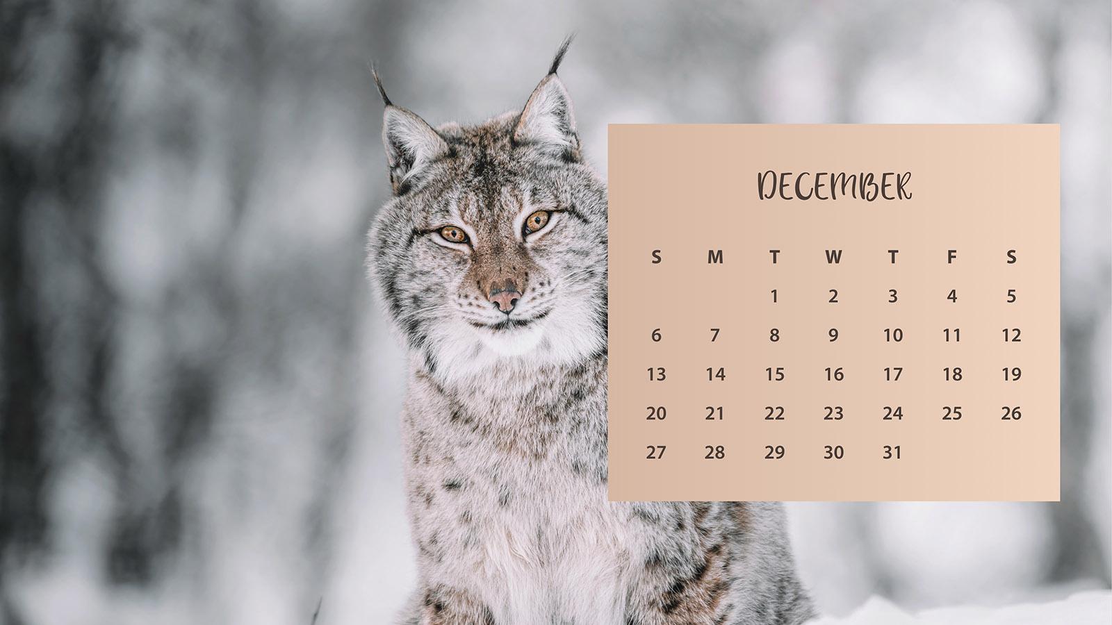 1600x900 Wallpaper Archives Like Cats Very Much