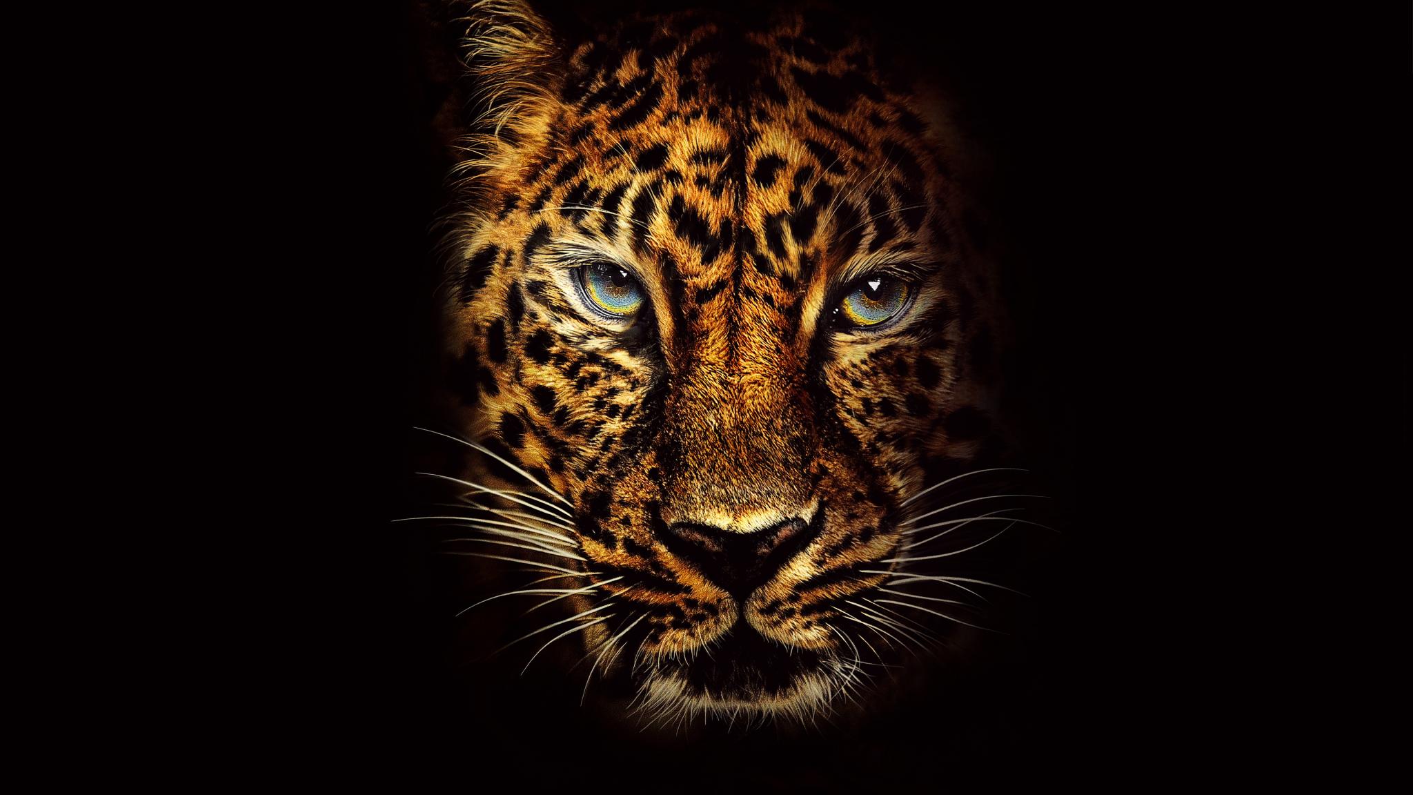 2048x1152 Download 2048x1152 wallpaper leopard, predator, jumanji: welcome to the jungle, muzzle, dual wide, widescreen, 2048x1152 HD image, background, 2313