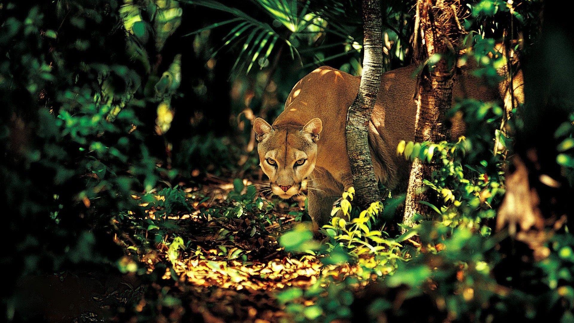 1920x1080 Forest Animals Wallpaper