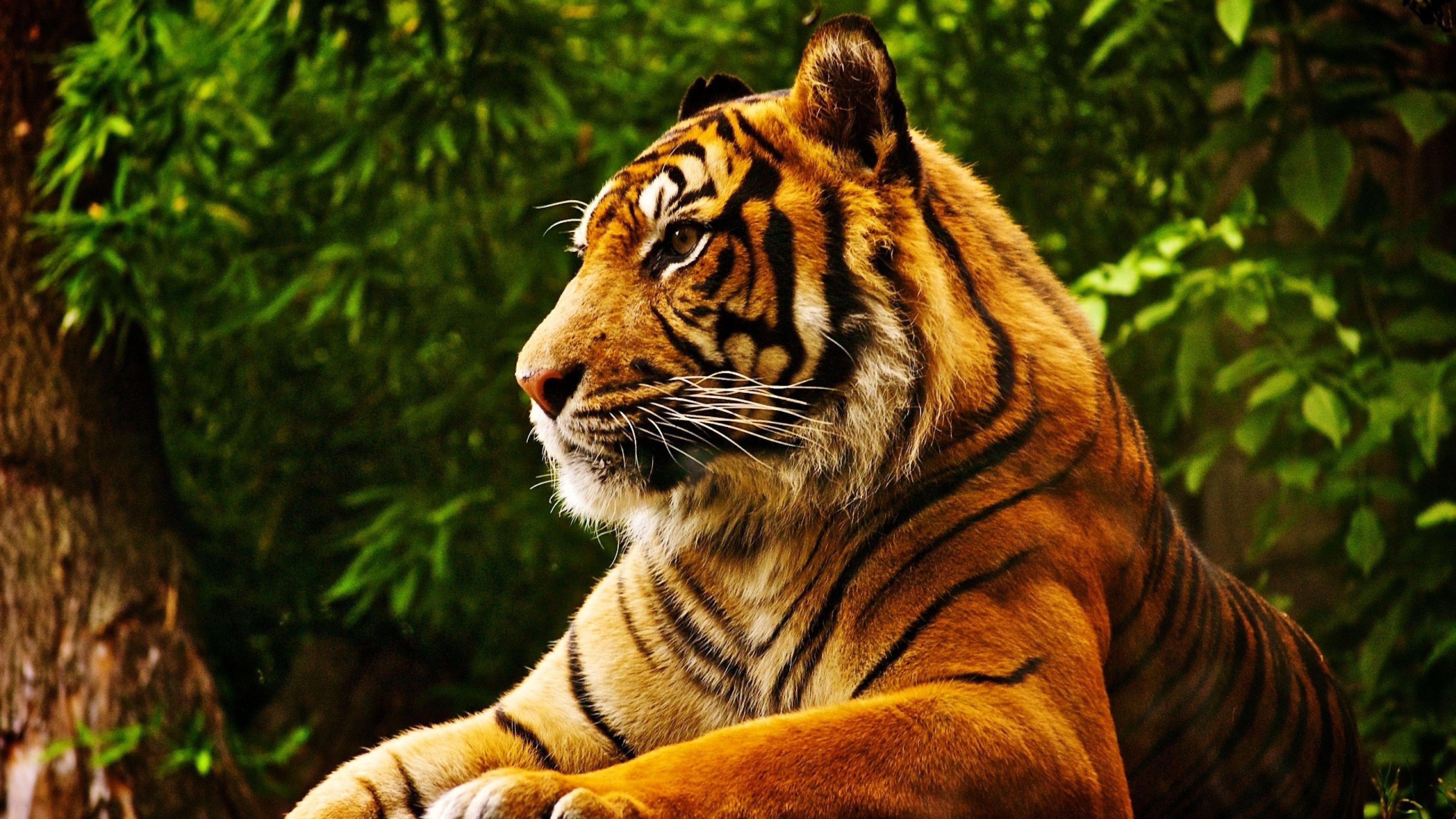 3840x2160 Tropical Animals Wallpaper Data Src Background HD With Animals