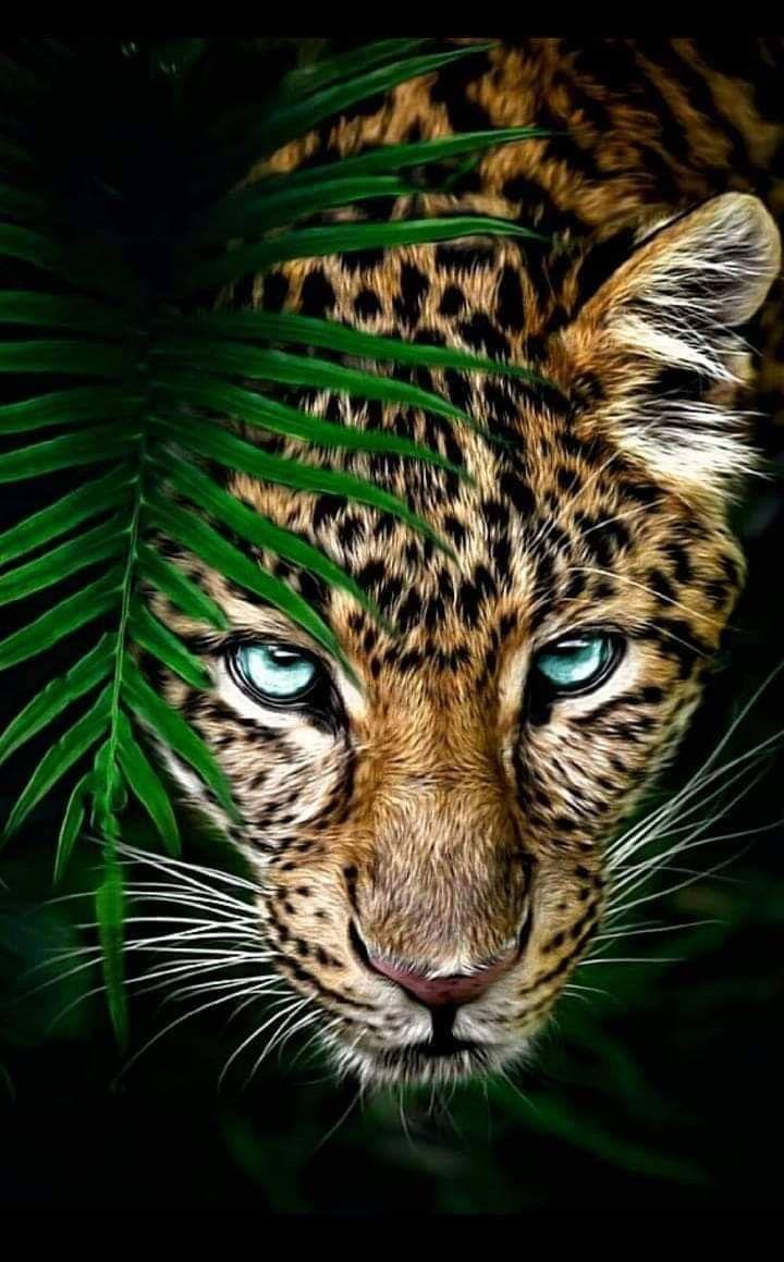 720x1159 Beautiful Wild Animals Wallpaper, HD Beautiful Wild Animals Background