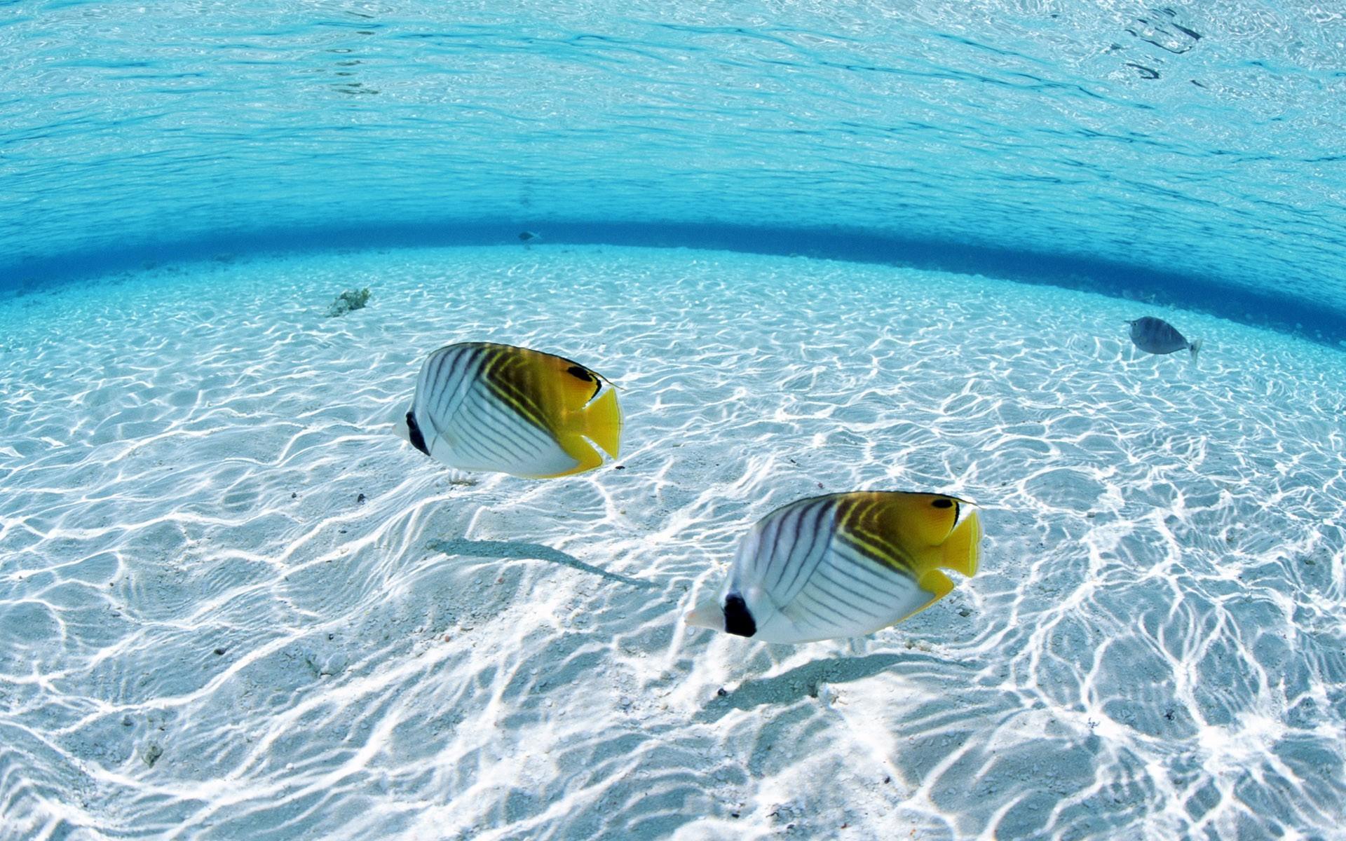 1920x1200 Ocean Animals