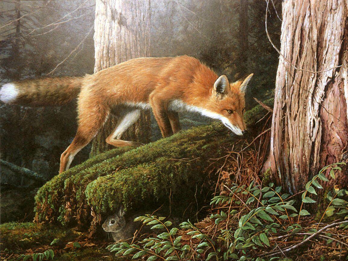 1152x864 Forest Animal Wallpaper
