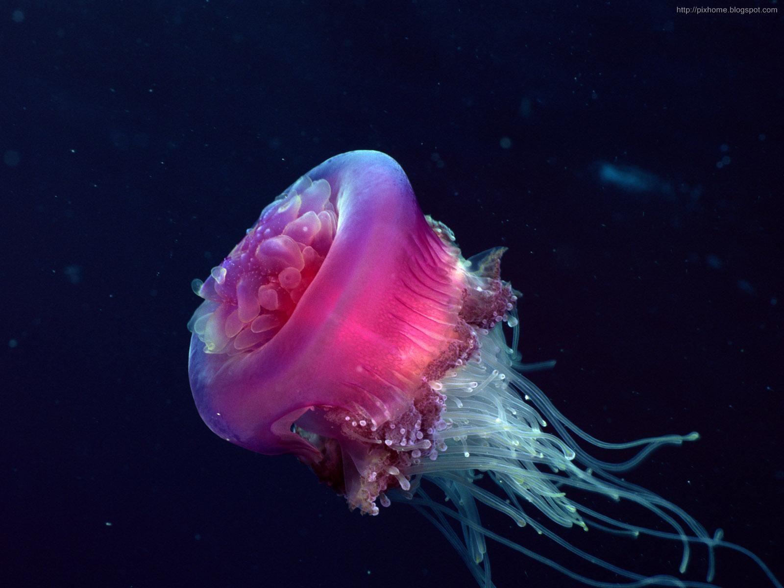 1600x1200 Sea Animals Wallpaper