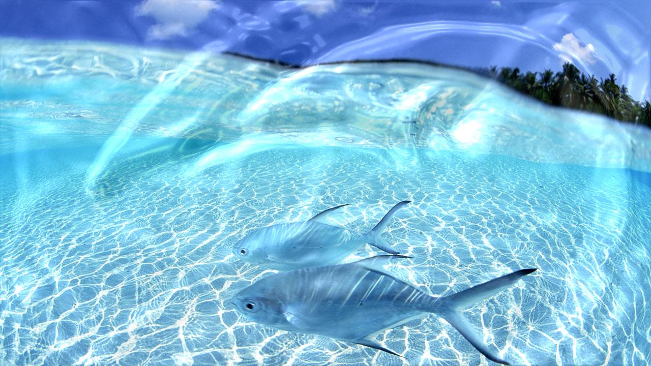 1280x720 Free download Live Desktop Wallpaper First HD Wallpaper [1280x720] for your Desktop, Mobile & Tablet. Explore Live Wallpaper for LaptopD Live Wallpaper Free Download, Live Wallpaper for Windows