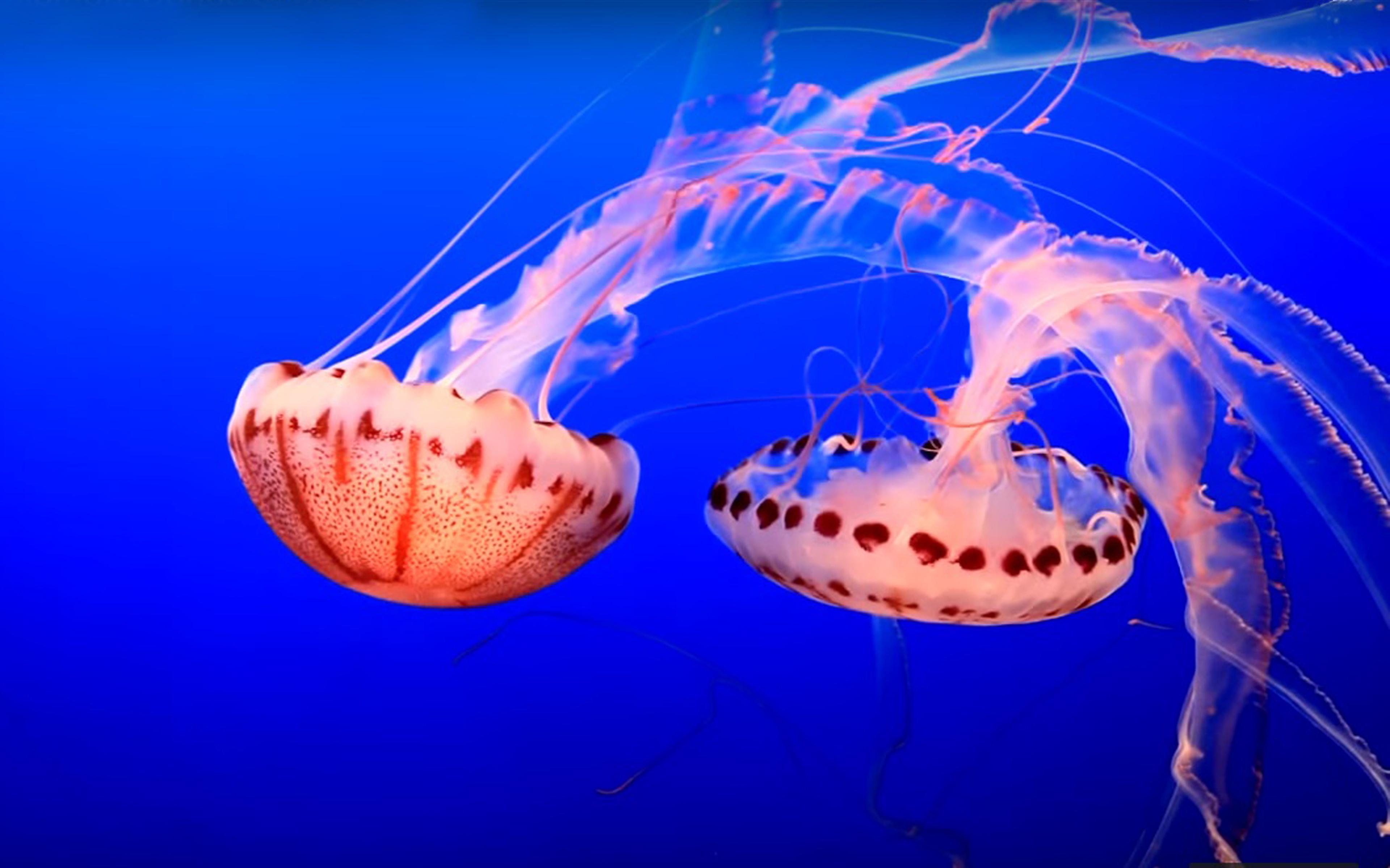 3840x2400 Big Sea Creatures