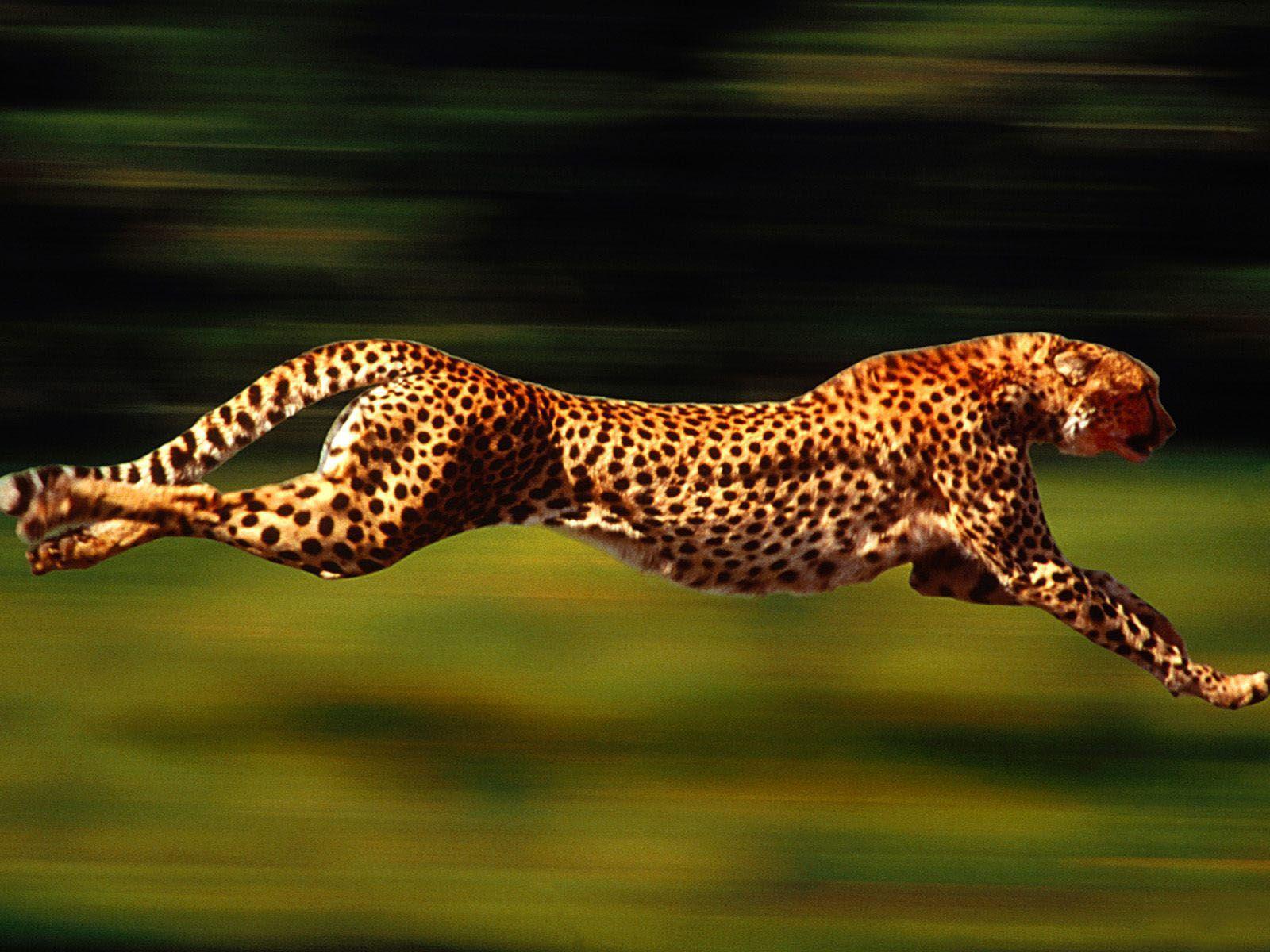 1600x1200 Wild Animals HD Wallpaper