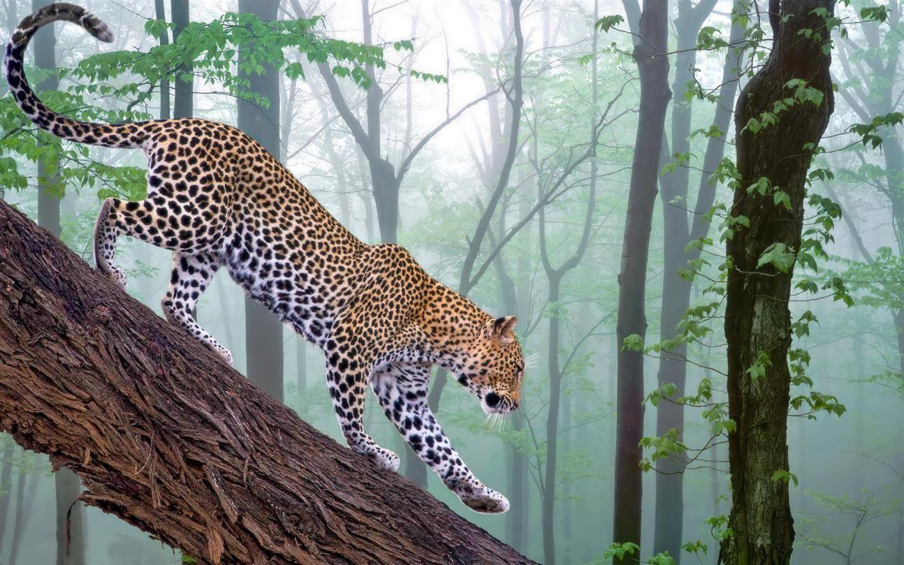 1294x809 photography on Twitter. Jungle wallpaper, Animal paintings, Animals