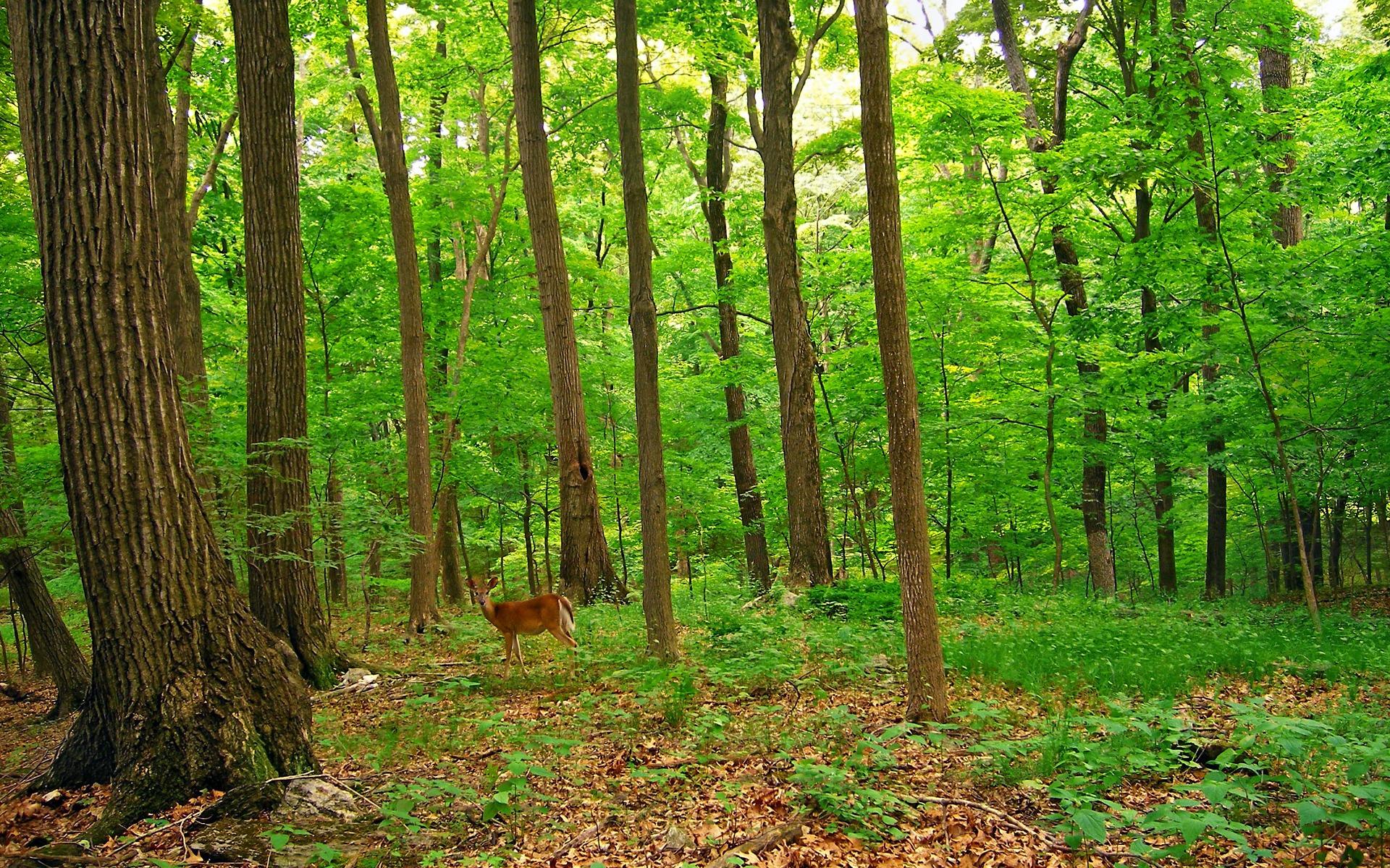 1920x1200 Deer In The Forest Wallpaper Deers Animals Wallpaper in jpg format for free download