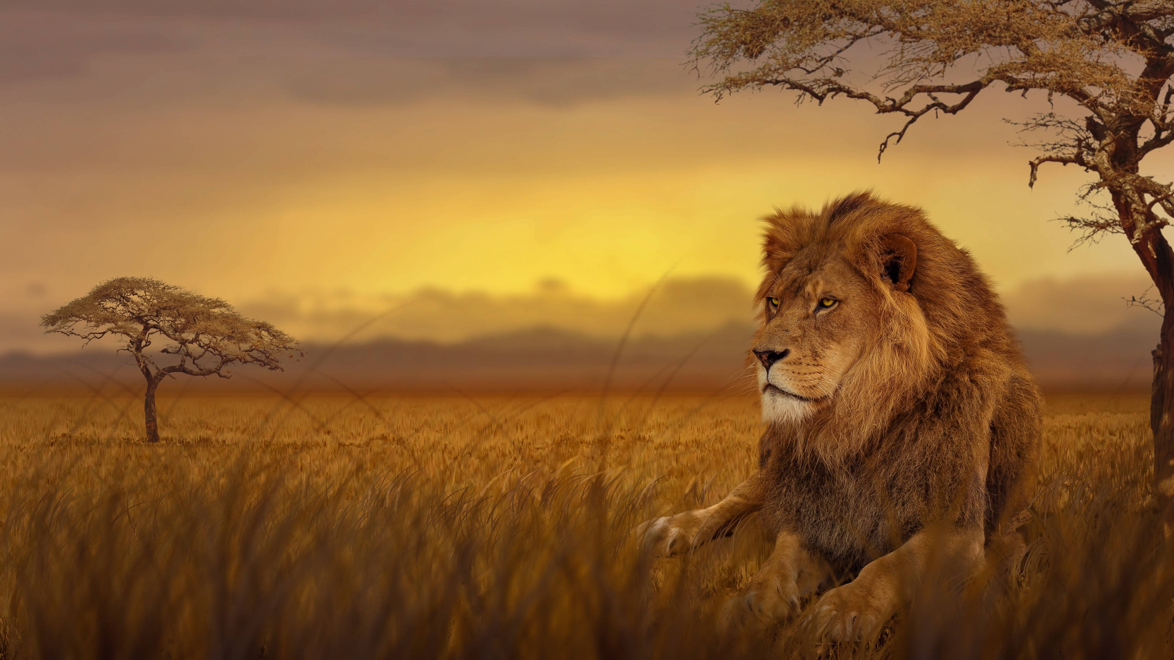 3840x2160 Animal Wallpaper 4k Uhd, Ultra HD Background Love Art