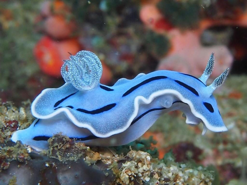 1024x768 Sea Slug wallpaper, Animal, HQ Sea Slug pictureK Wallpaper 2019