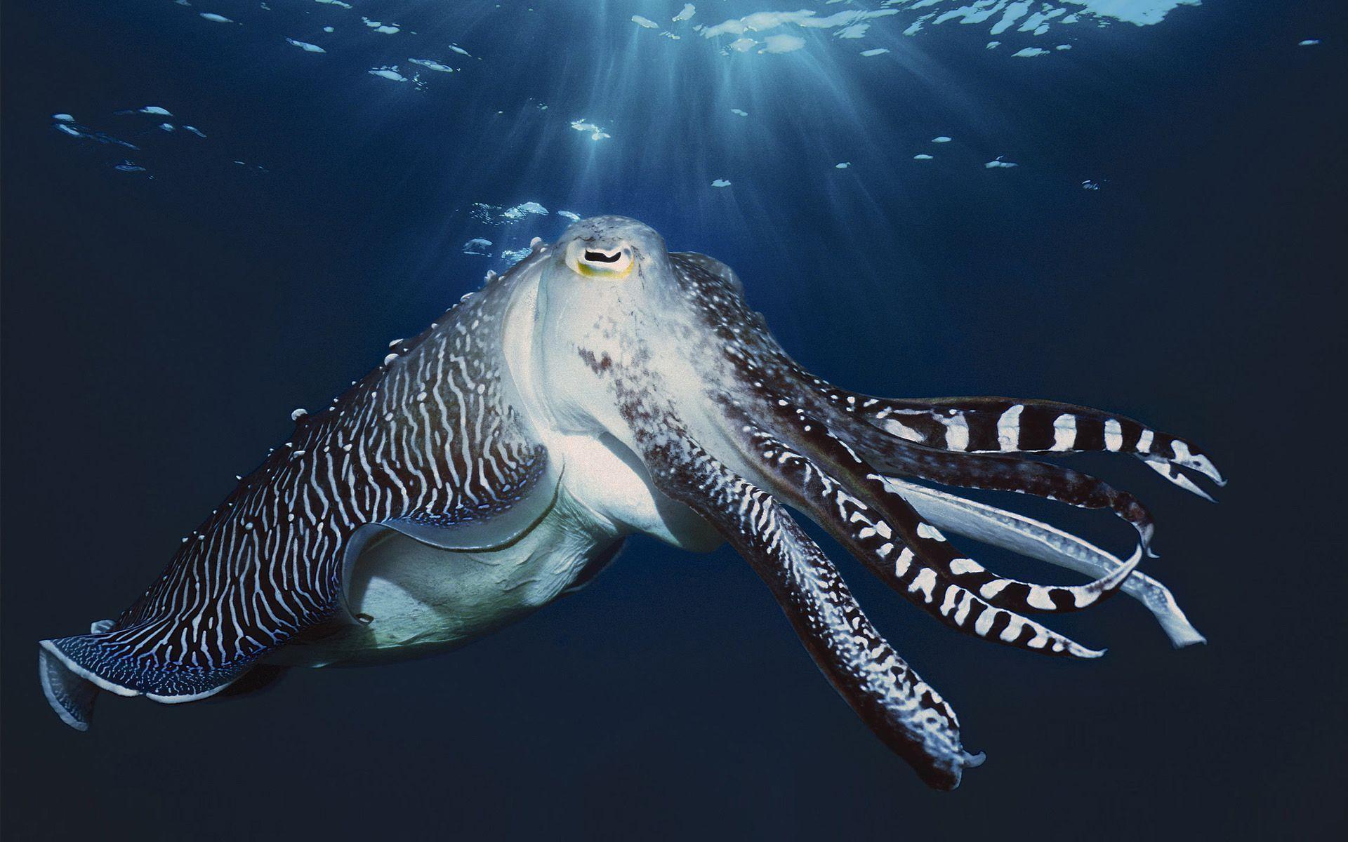 1920x1200 Sea Creatures