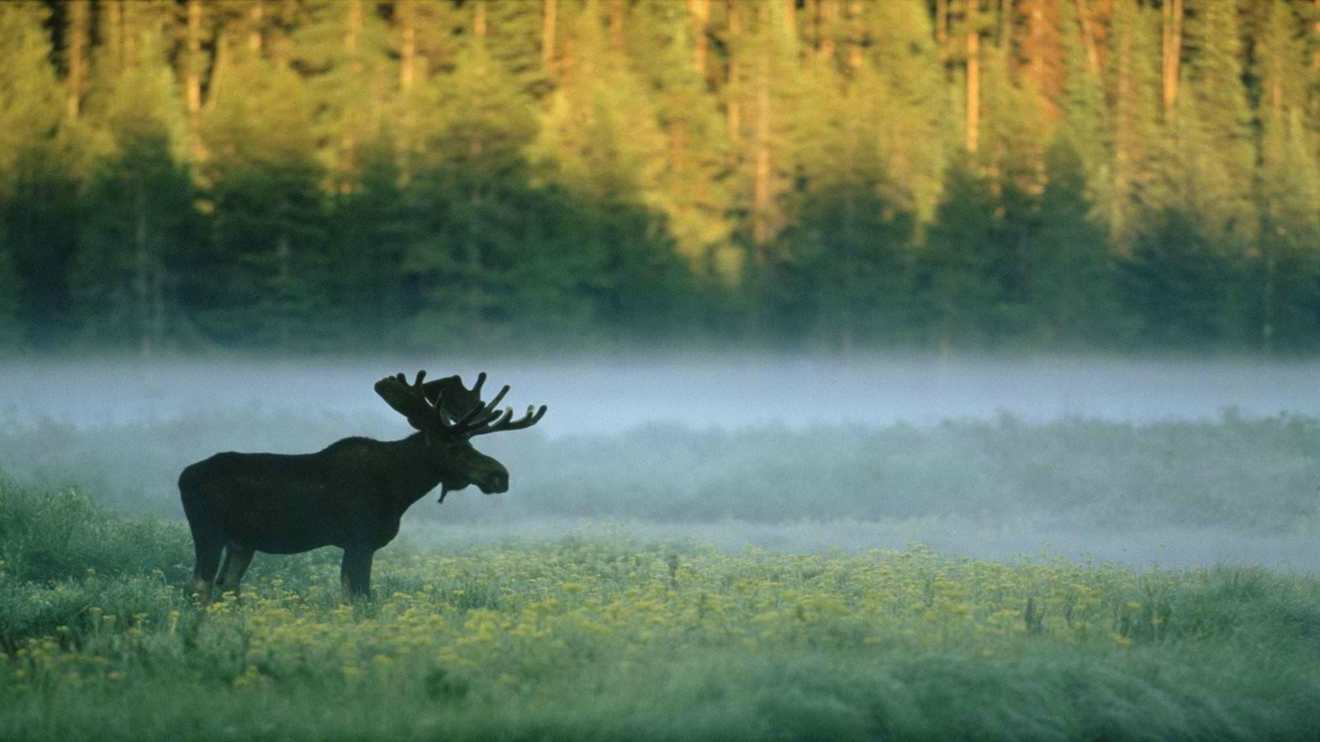 1920x1080 forest, Moose, Nature, Animals Wallpaper HD / Desktop and Mobile Background