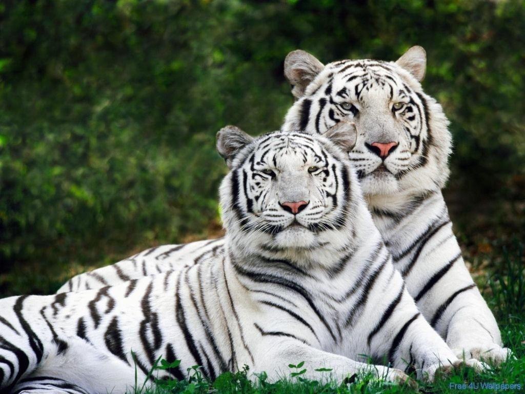 1024x768 Beautiful Wild Animals Wallpaper, HD Beautiful Wild Animals Background