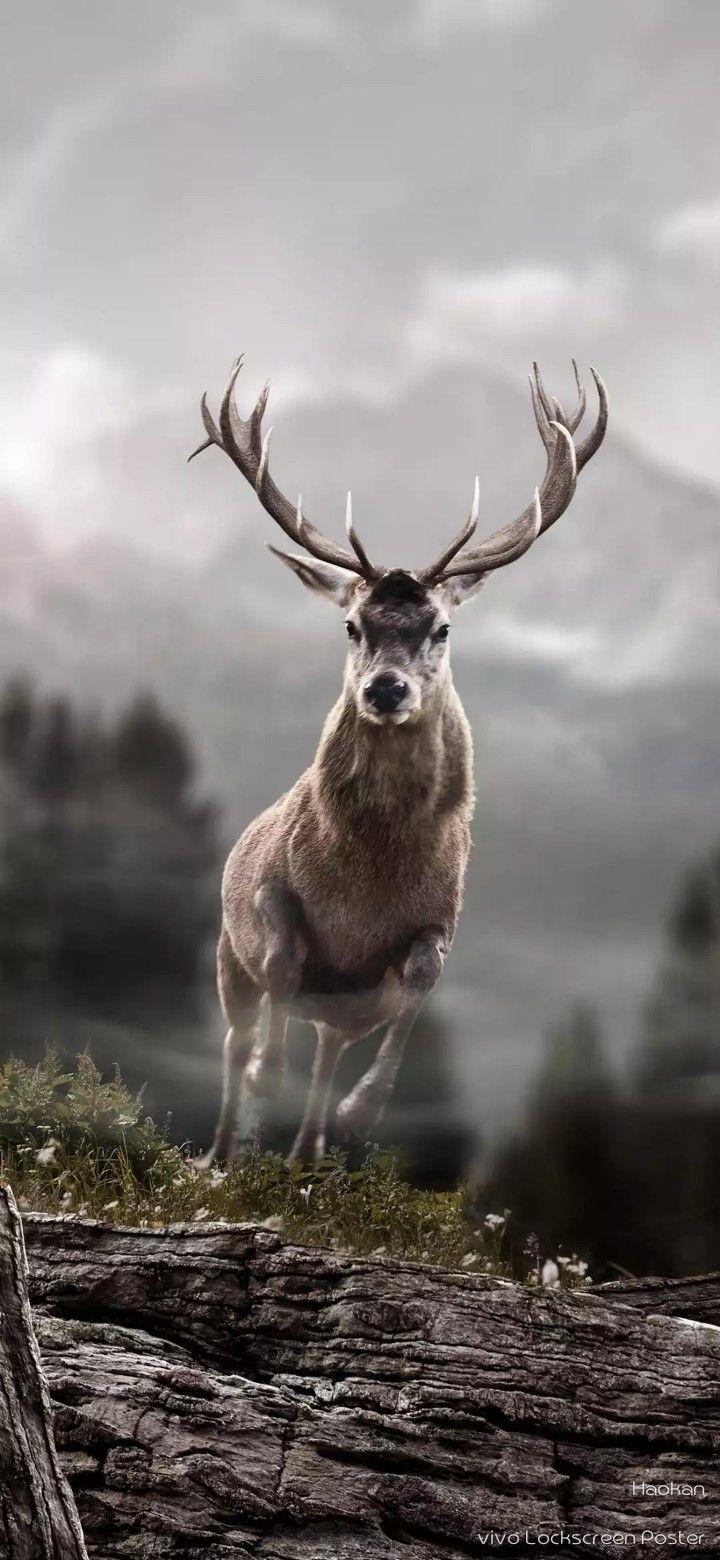 720x1560 HD wallpaper for mobile. Forest animals, Animal wallpaper, Animals and pets