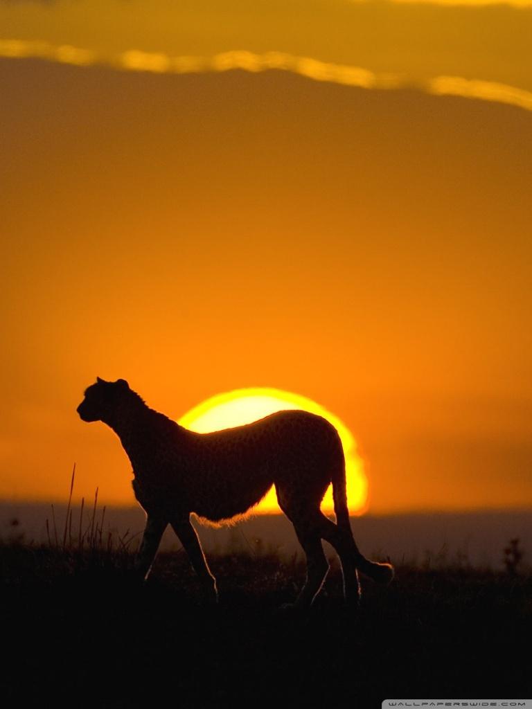 768x1024 Wild Wallpaper